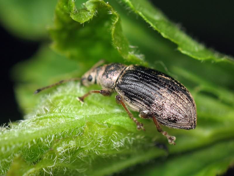 Phyllobius pyri (Linnaeus, 1758)